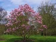 Le Magnolia