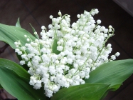 Muguet et musique !