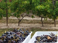 Vendanges